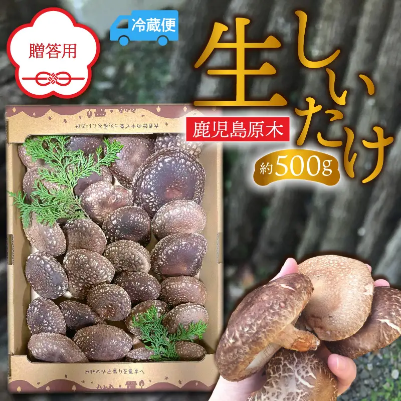 鹿児島 原木 生 しいたけ 約 500g K205-001