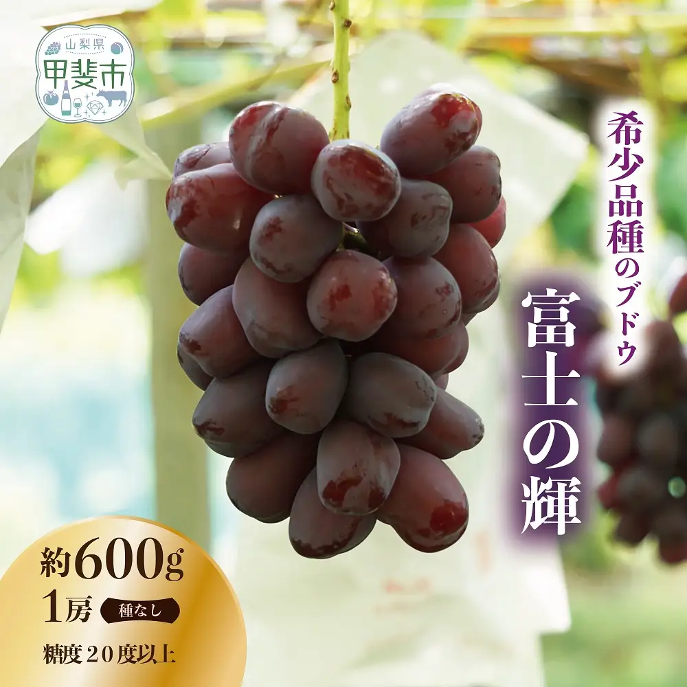 有機栽培にこだわった選りすぐりのぶどう 富士の輝 1房600g以上 ぶどう 希少品種