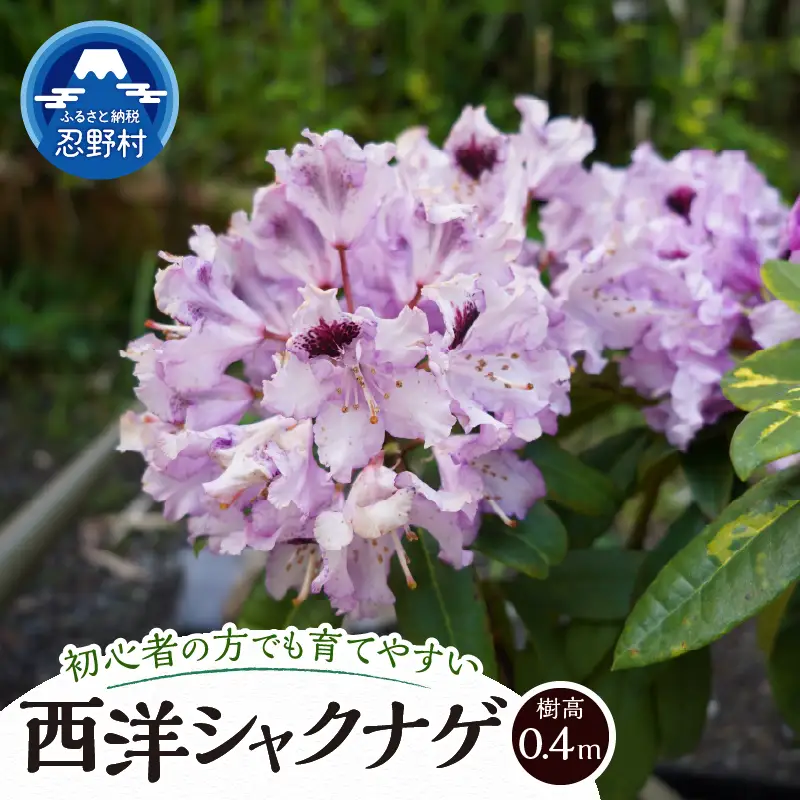 植木　シャクナゲ　0.4ｍ