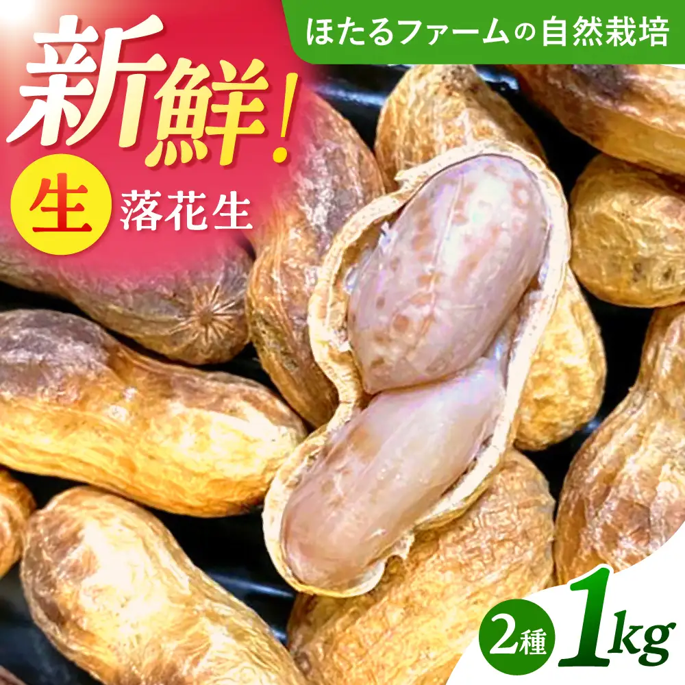 【先行予約】 落花生 2品種 約1kg(500g×2) 多治見市 / ほたるファーム 生落花生 ピーナッツ 豆[TEB013]