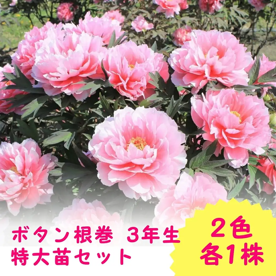 ボタン 牡丹 根巻 3年生 特大苗 2色 各1株 苗木 新潟 五泉市 期間限定