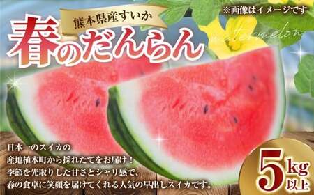 熊本県産 すいか 春のだんらん 5kg以上 スイカ 西瓜 果物 くだもの フルーツ おすすめ ギフト 贈り物 【2027年3月下旬発送開始】