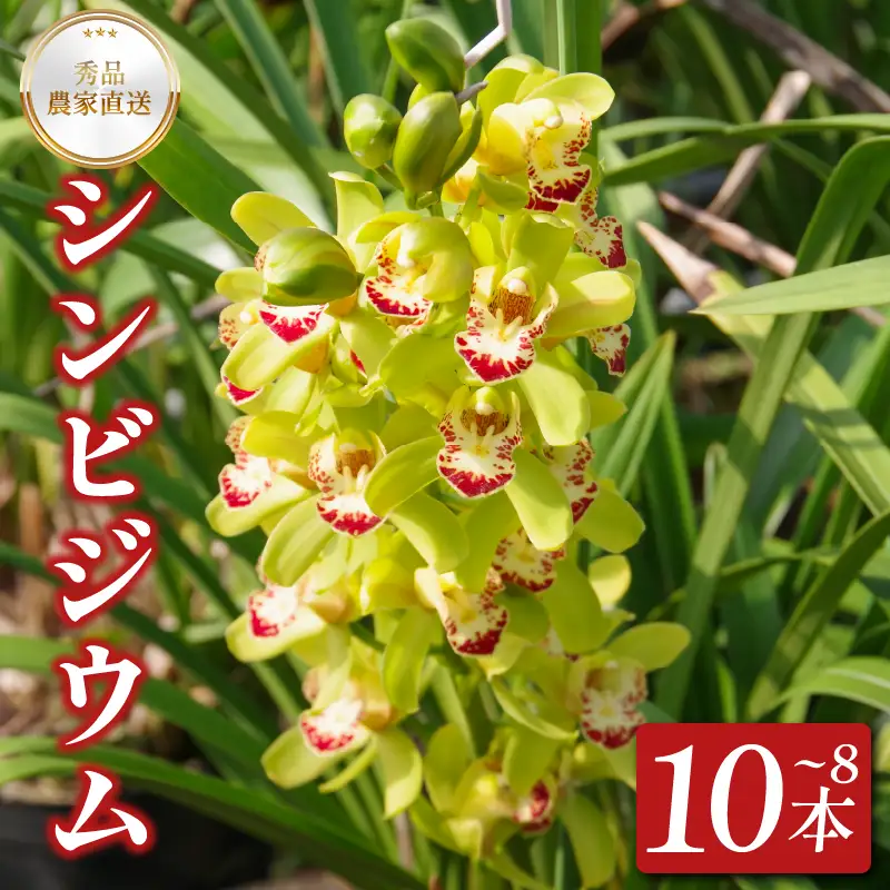 【2026年11月順次発送】 洋蘭 シンビジウム 8～10本 生花 お花 花 シンビジューム 秀品 徳島県 小松島市