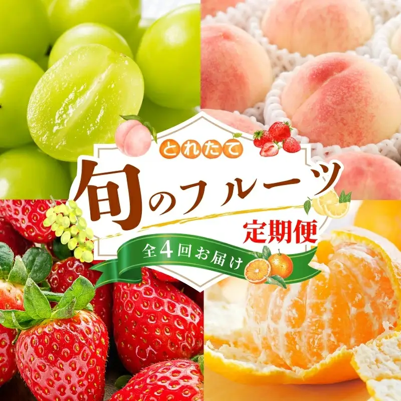 【フルーツ定期便・全4回】品質に自信あり！くしがきの里から直送　桃・シャインマスカット・はれひめ・まりひめを季節ごとにお届け♪ / 定期便 桃 もも みかん 柑橘 シャインマスカット マスカット いちご イチゴ 苺 果物 フルーツ 4回【kgr530-ku4】