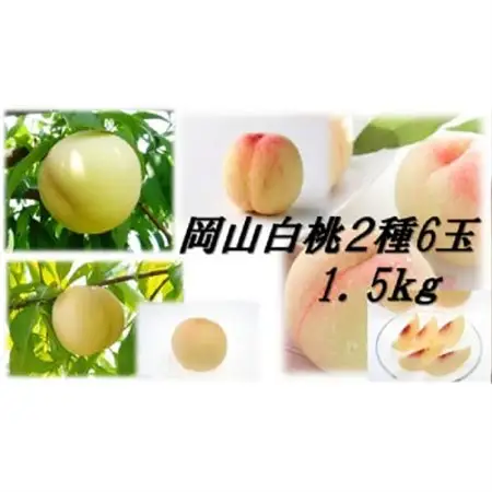 2027年先行予約岡山白桃食べ比べ　早生種　6玉2種類【配送不可地域：離島】【1684885】
