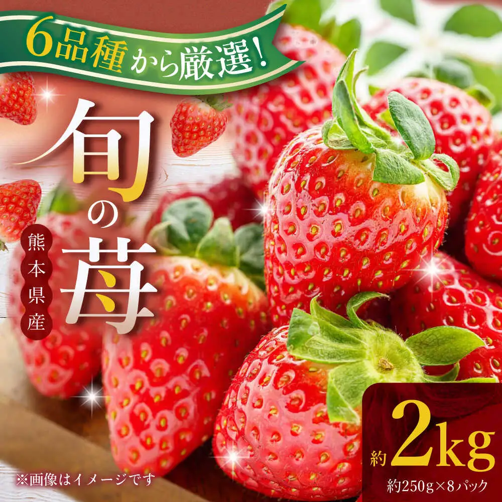 【先行予約】熊本県産いちご 約2kg（250g×8pc） イチゴ フルーツ 果物 熊本県産 熊本【日本フルーツ株式会社】[ZFJ052]