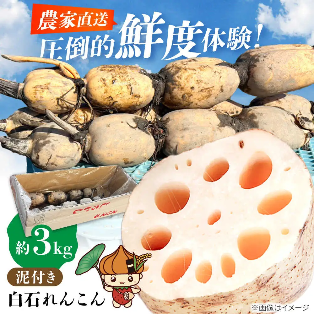 泥付きれんこん 約3kg れんこん IDK002