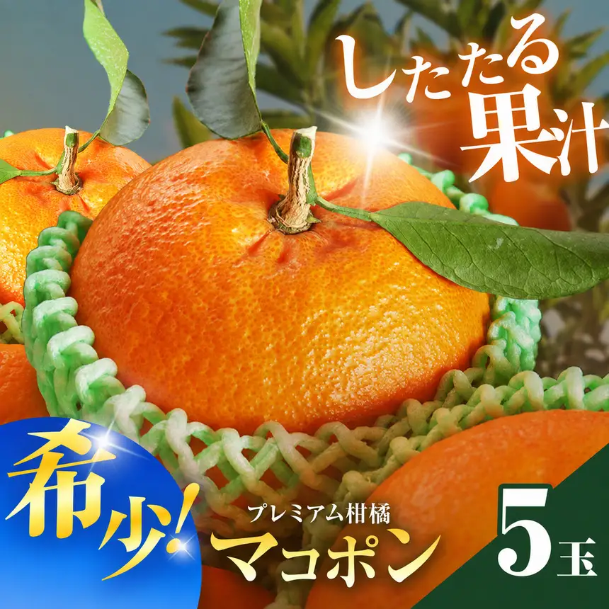 【先行予約】紅モンスター マコポン5玉 | フルーツ 果物 くだもの 果実 柑橘 柑橘類 まこぽん マコポン オレンジ ゼリーオレンジ 不知火 国産 中津市産 産地直送 大分県 中津市