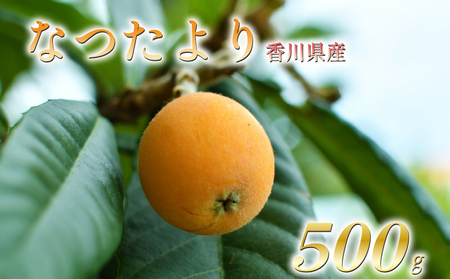 【2027年5月下旬以降発送】 びわ なつたより  約500g 化粧箱 贈答用 先行予約 枇杷 香川県 丸亀市