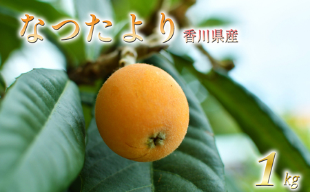 【2027年5月下旬以降発送】 びわ なつたより 約1kg  先行予約 枇杷 香川県 丸亀市