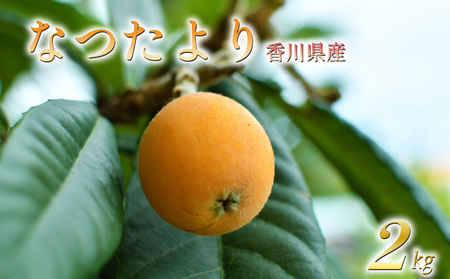 【2027年5月下旬以降発送】  びわ なつたより 約2kg (約1kg×2箱) 先行予約 枇杷 香川県 丸亀市