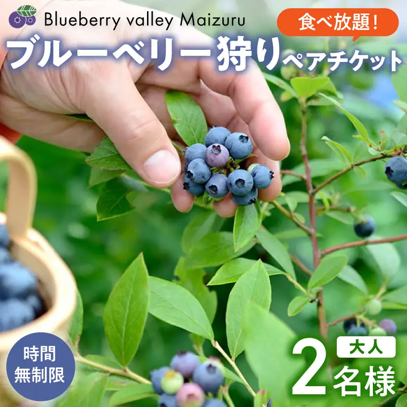 【6月～8月】 ブルーベリー狩り ペアチケット 【時間無制限・食べ放題】