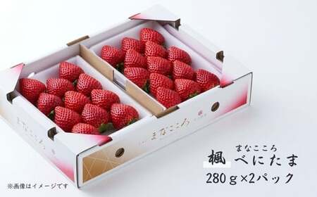 【先行予約】いちご べにたま 楓 280g×2P 苺 べにたま