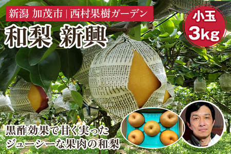 西村の黒酢ミネラル栽培「新興」（小玉）3kg（7?10玉）《順次発送》