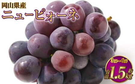 岡山県産 ニューピオーネ 約1.5kg（3房～6房） 【2026年8月下旬～9月下旬迄発送予定】 果物 くだもの フルーツ ぶどう ブドウ 葡萄