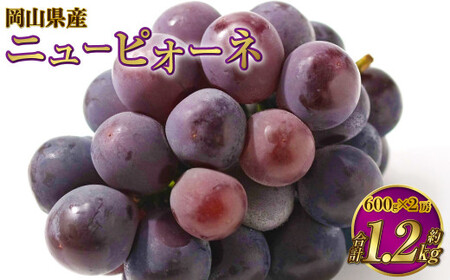 岡山県産 ニューピオーネ 約1.2kg（600g×2房） 【2026年8月下旬～9月下旬迄発送予定】 果物 くだもの フルーツ ぶどう ブドウ 葡萄
