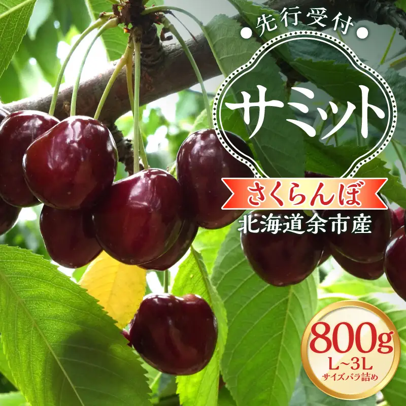 【2027年産 先行予約】＜北海道余市産＞さくらんぼ「サミット」（L～3Lサイズバラ詰め）400g×2パック_Y103-0069