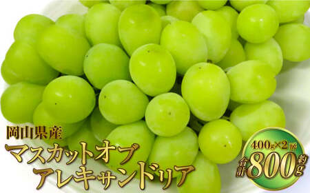 岡山県産 マスカットオブアレキサンドリア 約800g（400g×2房） 【2026年8月下旬～9月下旬迄発送予定】 果物 くだもの フルーツ ぶどう ブドウ 葡萄 マスカット