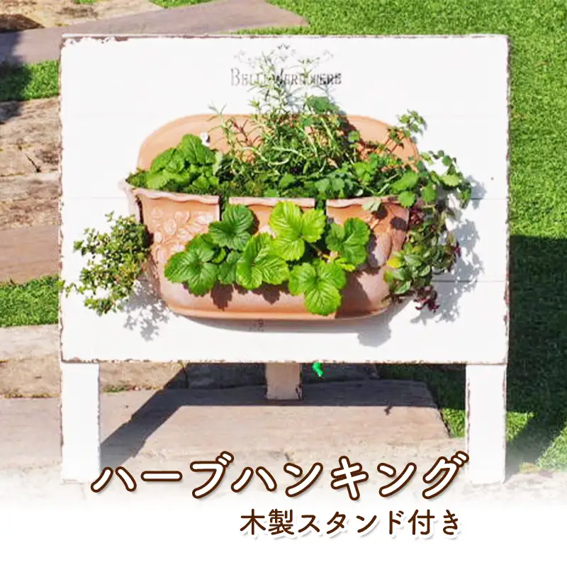 植物 ハーブのハンキング 木製スタンド付き ハーブ 植物