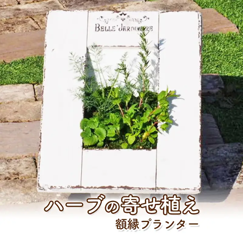 植物 ハーブ 寄せ植え 額縁プランター ガーデン インテリア 