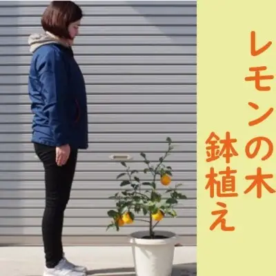 レモンの木鉢植え （白プラ鉢31cm） レモンの木鉢植え