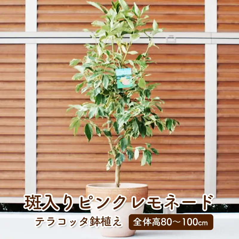 苗木 レモン 斑入り レモンの木 ピンクレモネード テラコッタ鉢 苗木
