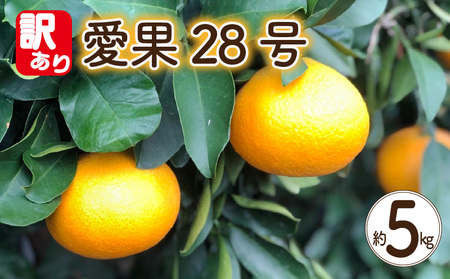 【訳あり】 愛果28号 約5kg 【2026年12月上旬頃から順次発送】 | 愛媛果試第28号 あいか 愛果28号 みかん 柑橘 アイカ 先行予約 ミカン かんきつ 果物 フルーツ おすすめ 蜜柑 送料無料 愛媛県 松山市【YSN001】