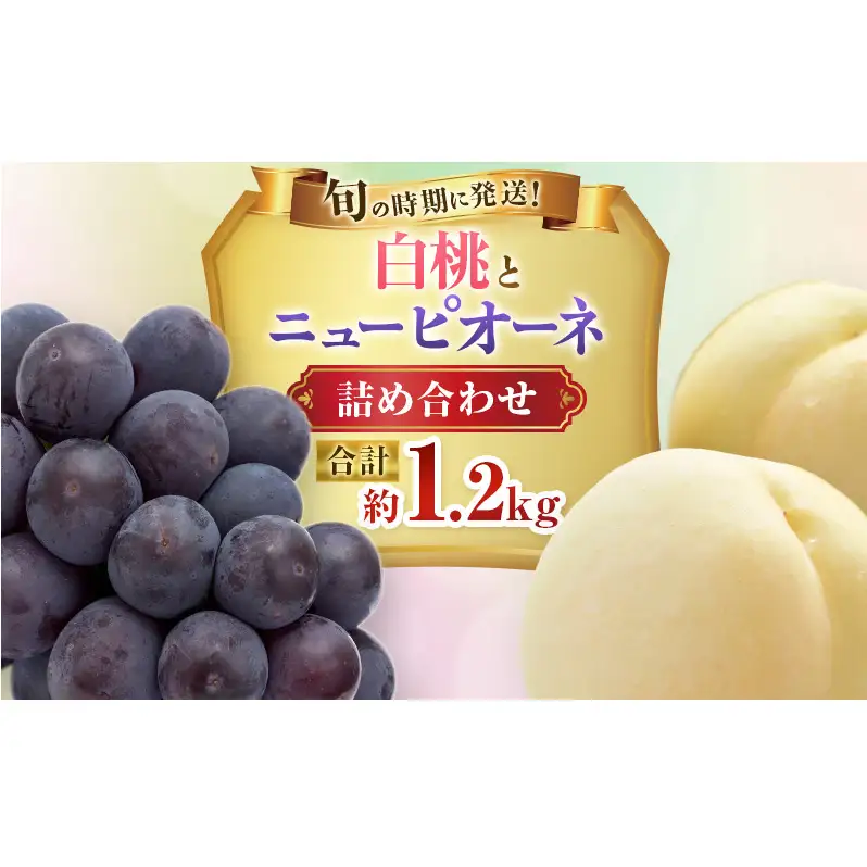 【2026年先行受付】 白桃 ニューピオーネ 約1.2kg セット 桃 2玉 ぶどう 1房 岡山県産  御中元 ギフト 御礼 プレゼント 御礼 御祝 御供 果物 くだもの フルーツ もも モモ 葡萄 ブドウ