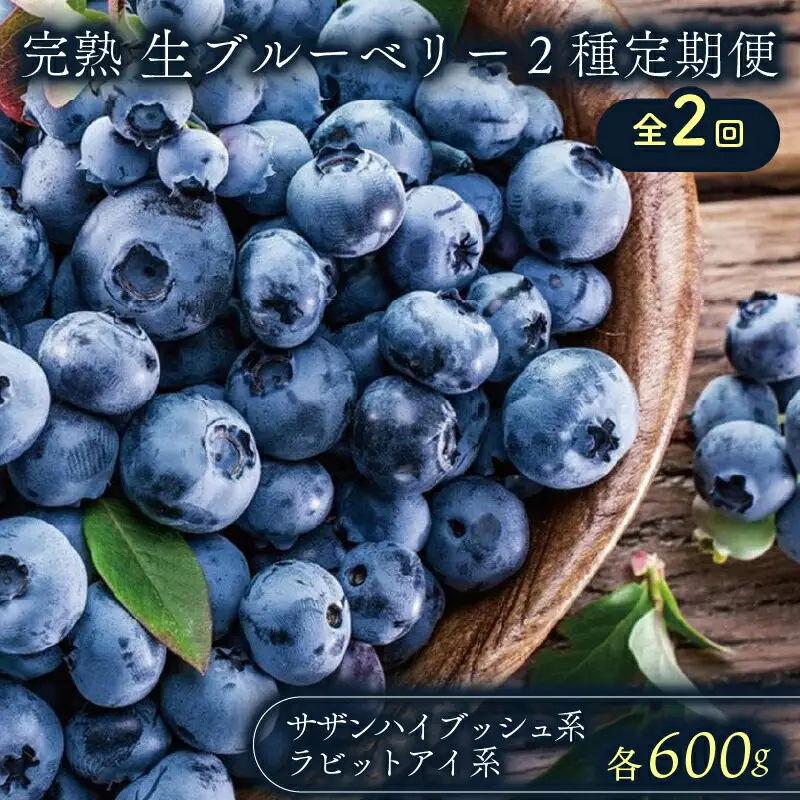 【全2回定期便】完熟生ブルーベリー2種（サザンハイブッシュ系、ラビットアイ系）各600g（100ｇ×6パック） | フルーツ 果物