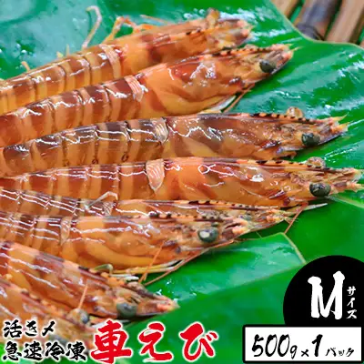 車海老 活き〆急速冷凍車えび【M】500g