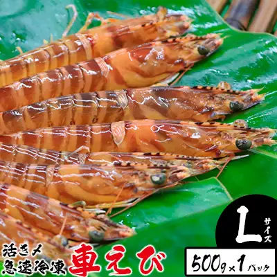 車海老 活き〆急速冷凍車えび【L】500g