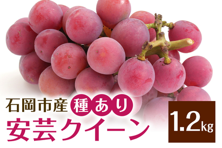 【2026年先行予約】安芸クイーン1.2kg（種あり） ぶどう ブドウ フルーツ 果物 茨城県 石岡市 A01-019