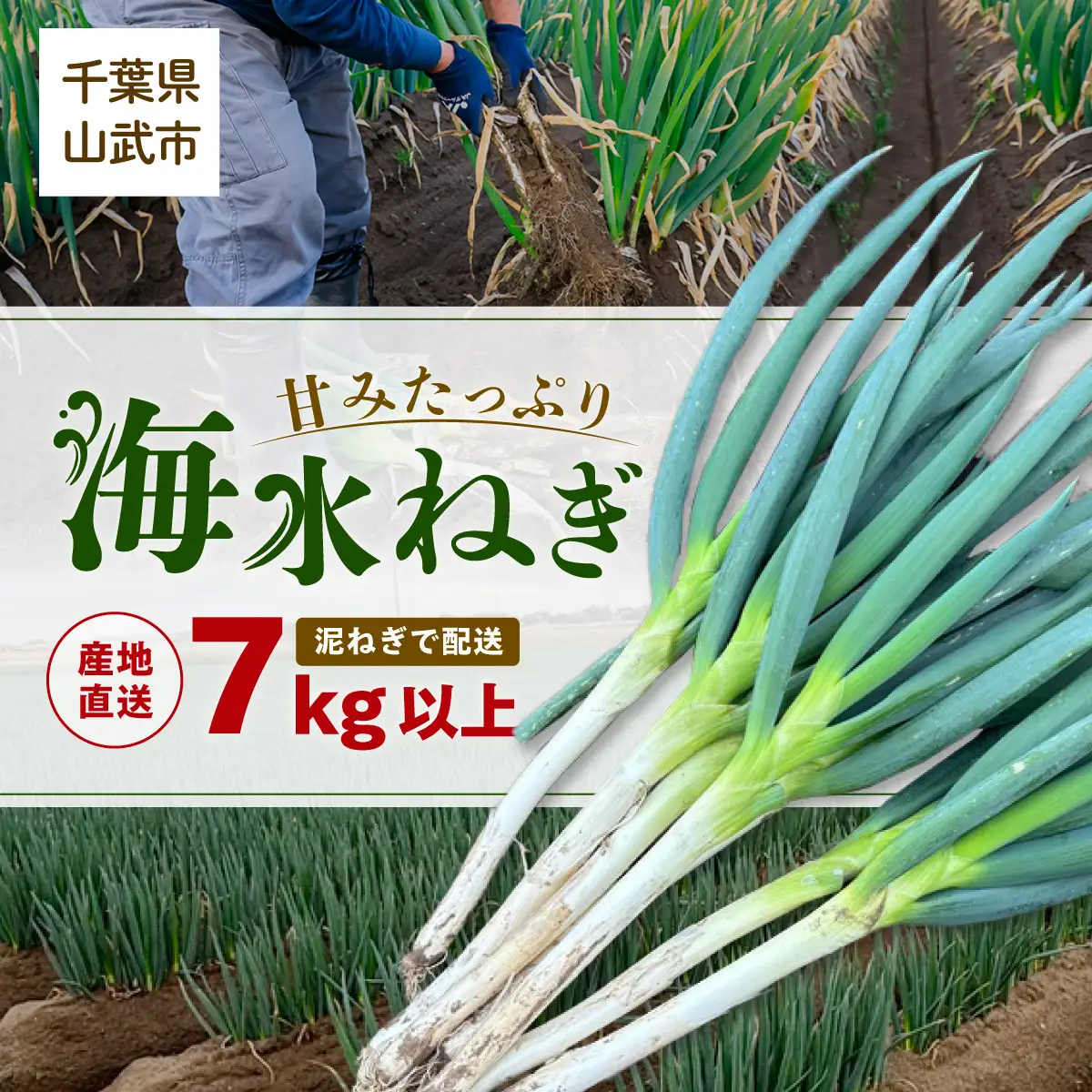 【先行予約】【山武市限定栽培】泥ネギでドドンと配送！ミネラル豊富で甘みたっぷりの「海水ネギ」７kg以上 / 地元の道の駅オライはすぬまで大人気の農家から直送! 【発送期間2026年12月から2027年2月】 SMCW002