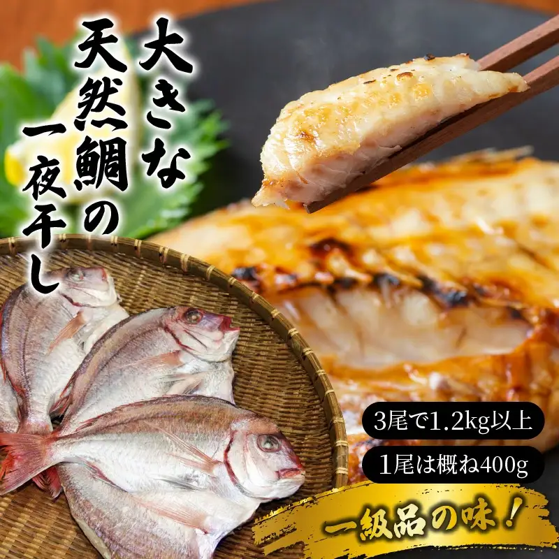 大きな天然鯛の一夜干し/3尾で1.2kg以上 _1061R