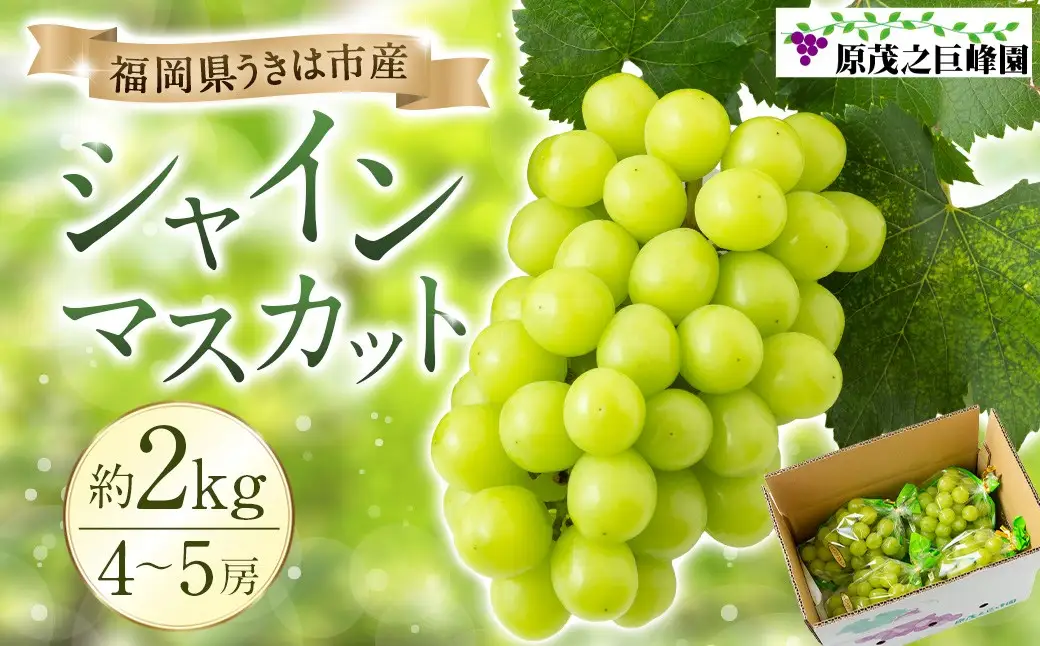 【先行予約】 原茂之巨峰園 シャインマスカット 4房から5房 （約2kg） 【2026年8月下旬～9月下旬より順次発送予定】