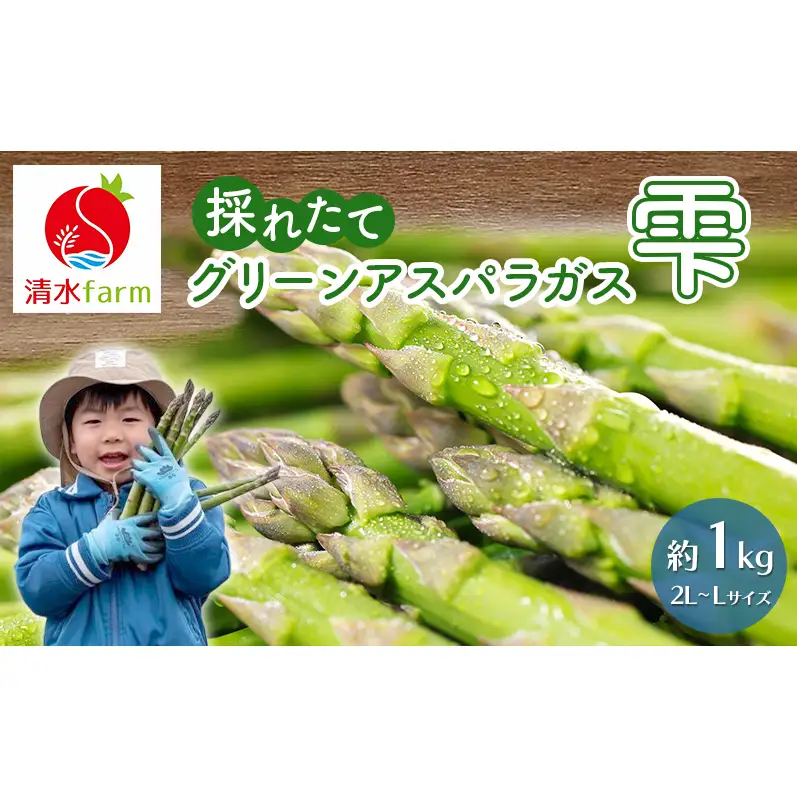 【2027年4月～発送】富良野産 採れたて直送! グリーンアスパラ 「雫」2L～Lサイズ【約1kg】 (清水farm) アスパラ アスパラガス 野菜 新鮮 季節限定 北海道 富良野 ふらの