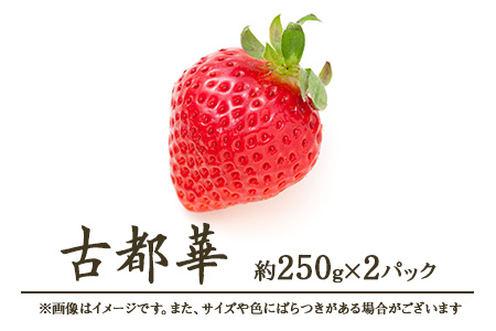 【2026年1月下旬～発送予定】いちご 古都華 約250g×2パック