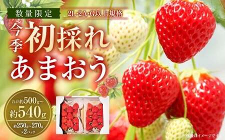 今季初採れあまおう 2パック 【数量限定】 【2026年12月上旬～2027年1月下旬発送予定】 あまおう いちご イチゴ 苺 フルーツ 果物 初採れ 国産 福岡県産 福岡県 遠賀町 冷蔵 