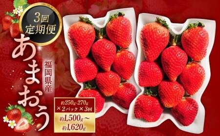 【3ヶ月定期便】あまおう 約250～270g × 2パック × 3回 （合計 ： 約1500g～1620g） 【2027年2月上旬～4月下旬発送予定】 あまおう いちご イチゴ 苺 果物 くだもの フルーツ 福岡県産 国産 福岡県 遠賀町 冷蔵