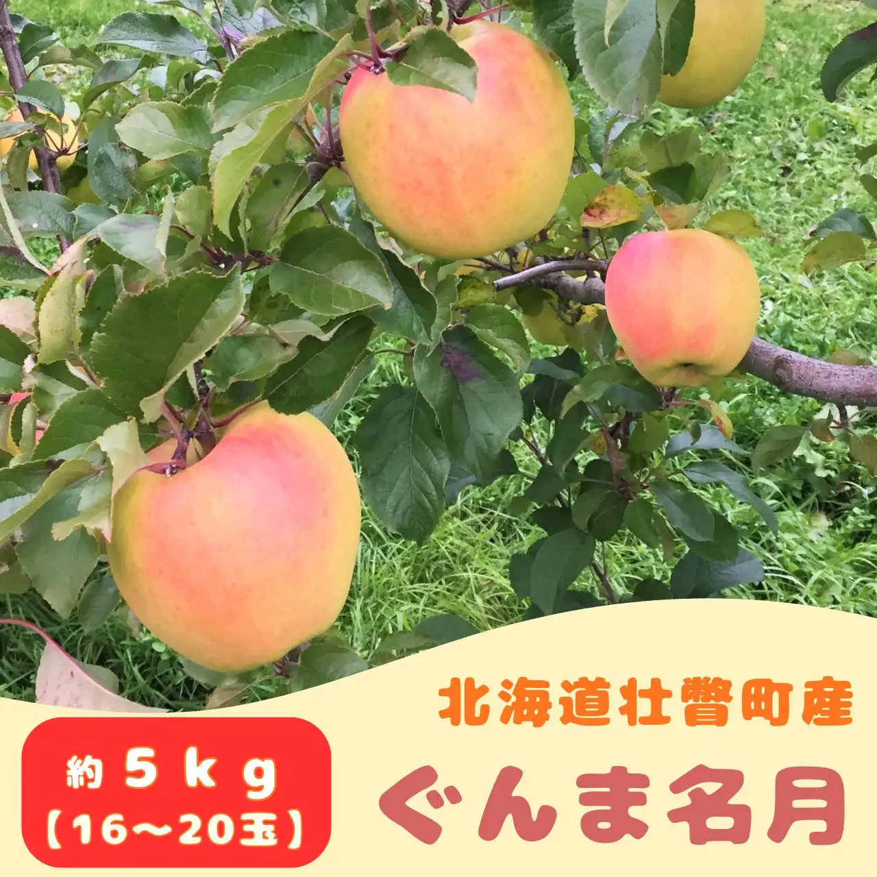 【先行予約】 ぐんま名月 約5kg 2026年11月中旬頃～発送予定 SBTB014