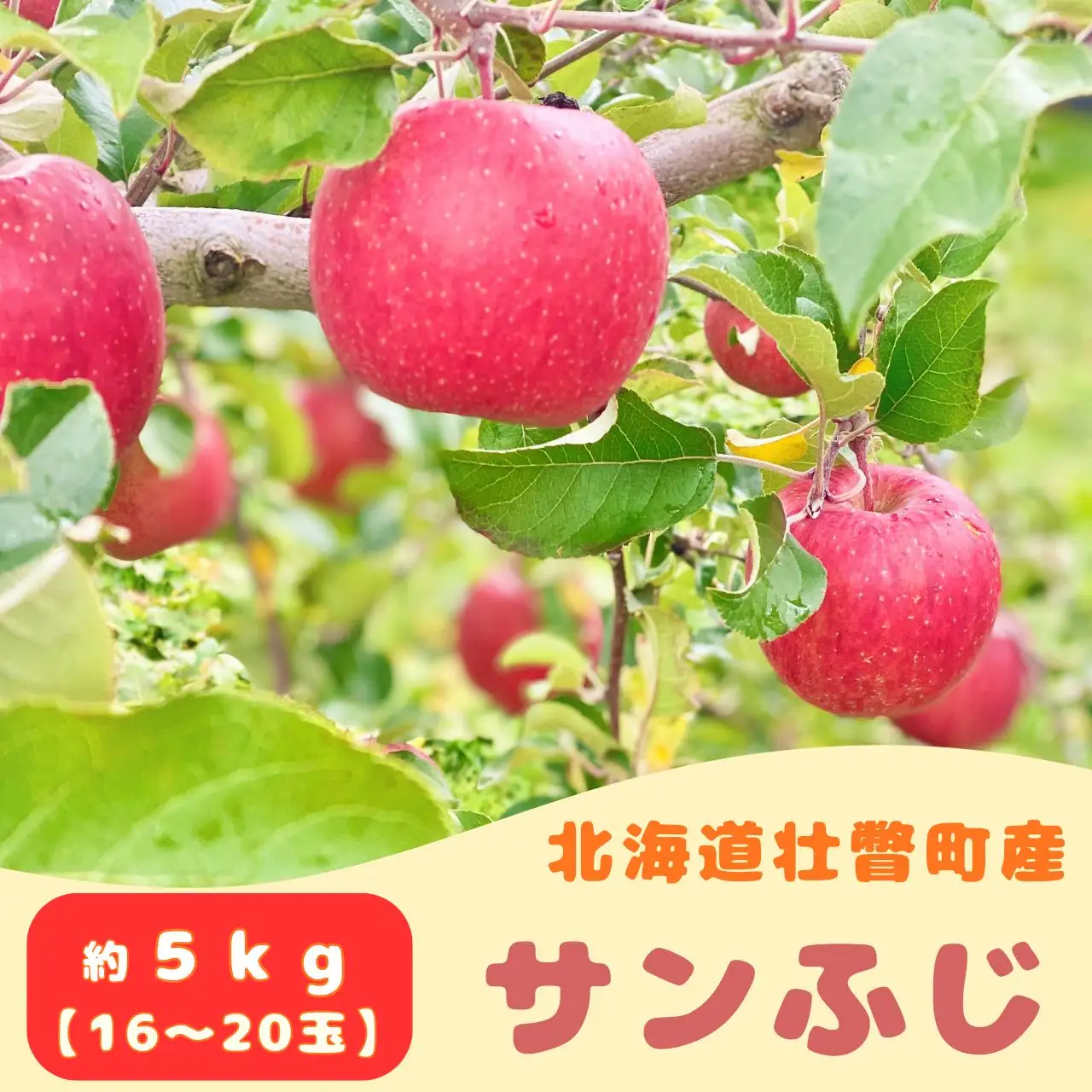 【先行予約】 サンふじ 約5kg 2026年11月中旬頃～発送予定 SBTB015