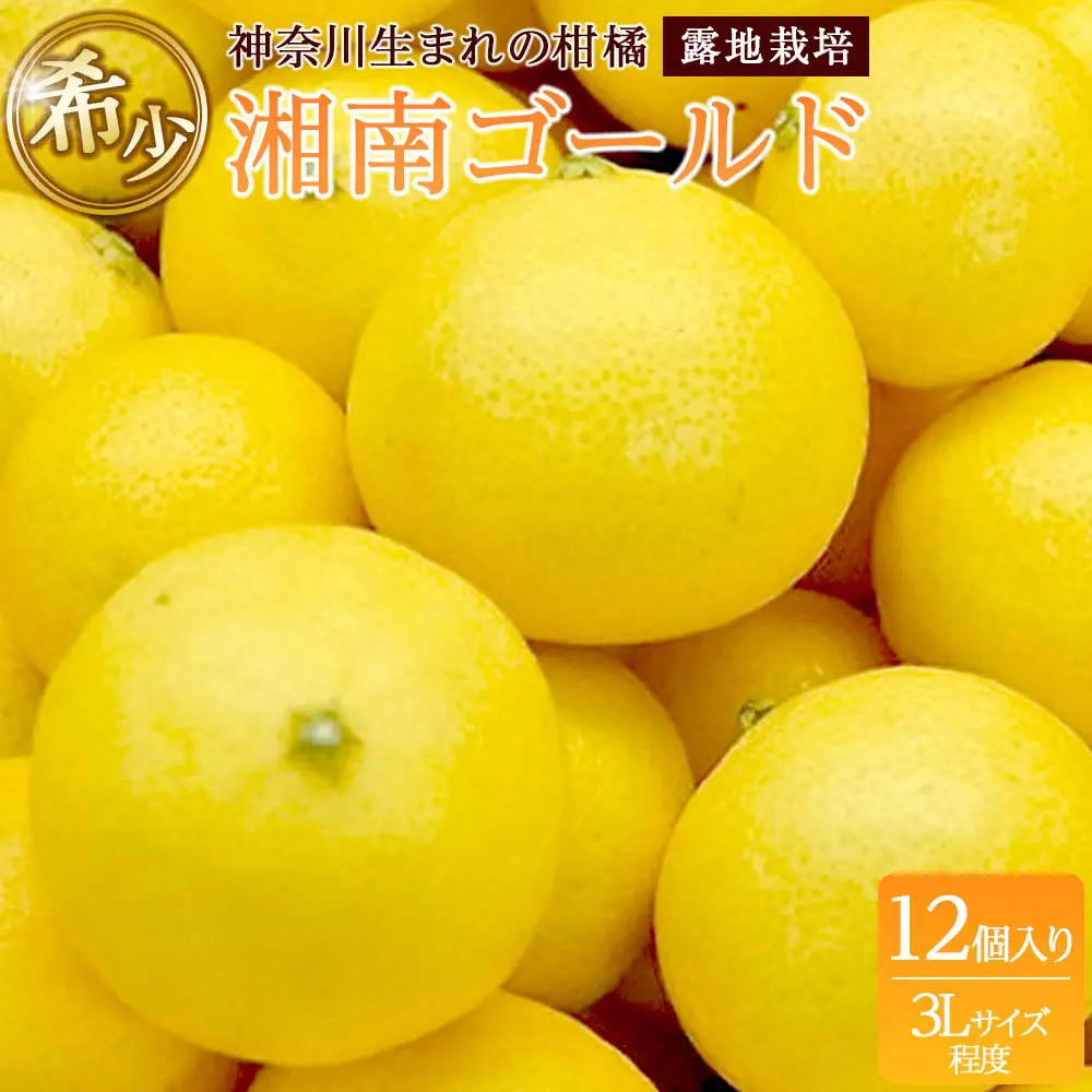 〈超希少商品〉神奈川生まれの柑橘 ハウス栽培の湘南ゴールド＜出荷開始：2027年2月15日出荷開始～2027年3月10日出荷終了＞【フルーツ オレンジ 果物 柑橘 贈答用 家庭用 自宅用  神奈川県小田原市】