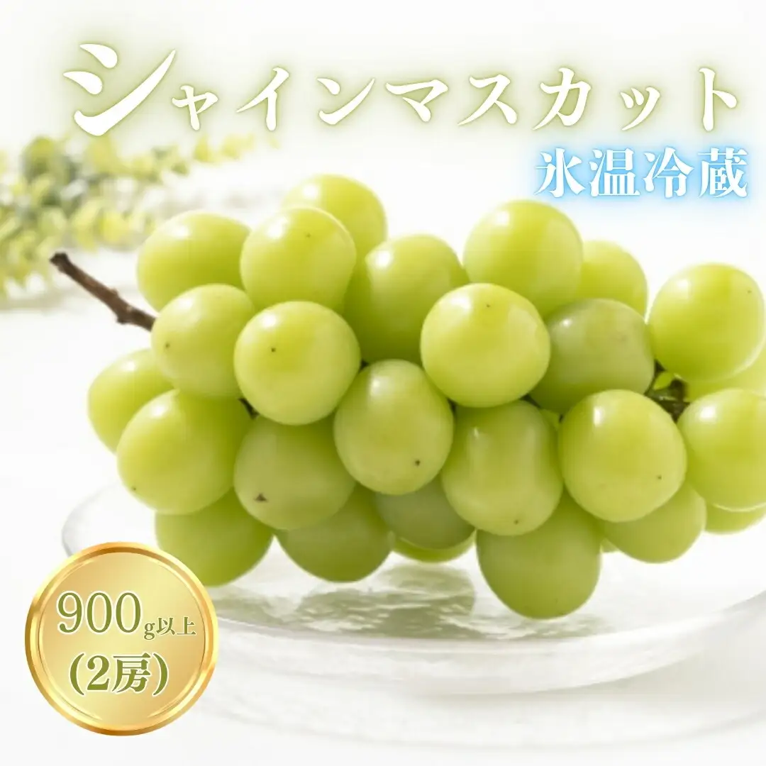【2026年先行予約】氷温保存シャインマスカット 900g以上（2房）｜シャインマスカット