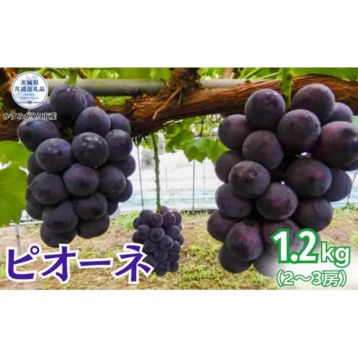 【2026年先行予約】ピオーネ 1.2kg（2 ～ 3房）（茨城県共通返礼品・かすみがうら市産）／ ぶどう 葡萄 ブドウ ピオーネ 先行予約 予約 1.2kg 朝どり 産地直送 茨城県