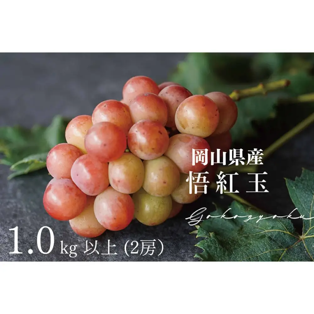 厳選 悟紅玉 旧ゴルビー 1.0kg 以上 2房 朝採れ ぶどう 葡萄  岡山 Kawahara Green Farm　2026年 | ぶどう