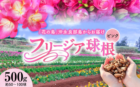 【 先行受付 】 フリージア 球根 （ ピンク ） 500g C076-002-01 花 植物
