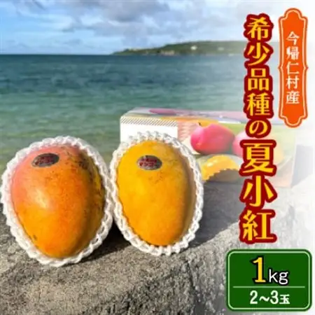 【2027年7月から順次発送・数量限定】仲本マンゴー園の希少品種の夏小紅1kg(2～3玉)【配送不可地域：離島】【1664978】