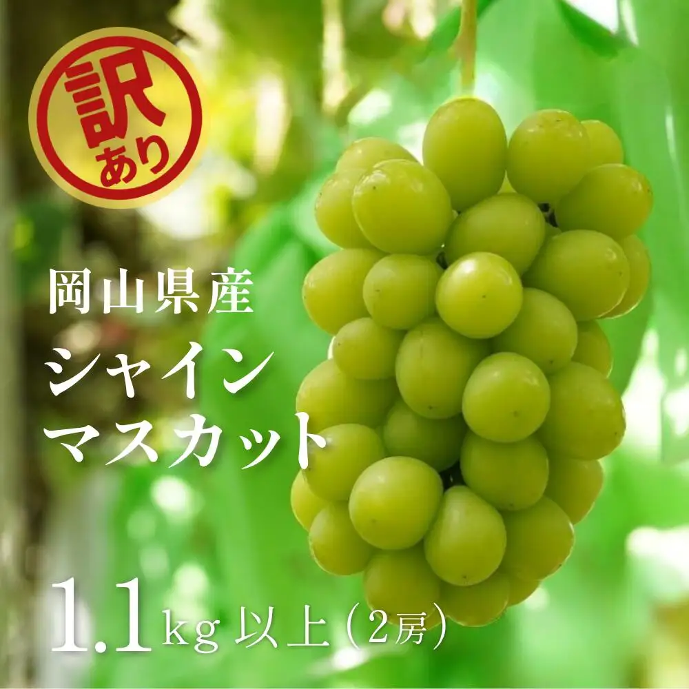 訳あり シャインマスカット 岡山県産 朝採れシャインマスカット1.1kg以上（2房） 訳あり 【kgftmt014-02】