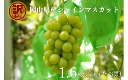 【訳あり】 シャインマスカット 岡山県産ぶどう 訳ありシャインマスカット1.6kg以上（2～3房） 【kgftmt015-02】