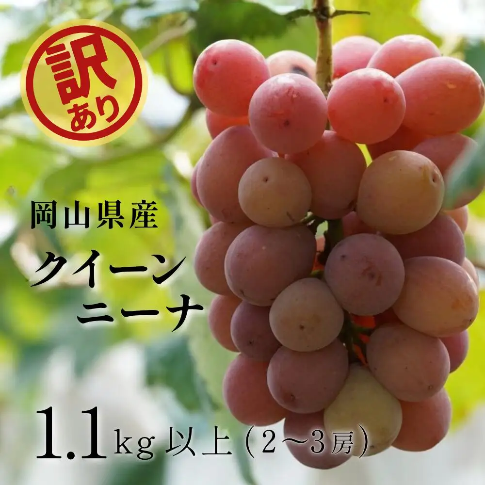 【訳あり】 ぶどう 岡山県産 訳ありぶどうクイーンニーナ1.1kg以上（2～3房） 【kgftmt018-02】